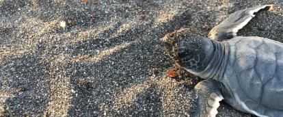 Turtle hatchlings scurrying into the ocean Turtle hatchlings scurrying into the ocean at the Spring Break Conservation Project in Mexico